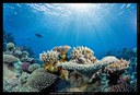 New publication on Coral Reefs and People
