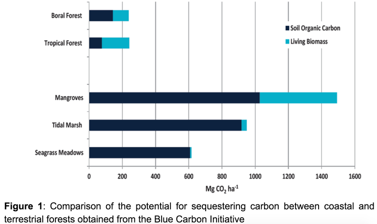 Blue carbon ecosystem are storing more carbon than tropical forests