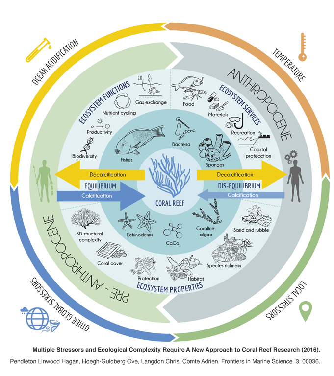 Holistic representation of coral reefs: their constitution, evolution of (im)balances, ecosystem services, environmental pressures, etc.