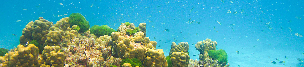 Many people in the world are dependent on coral reefs. Photo credit: forum.linvoyage.com via Visualhunt / CC BY