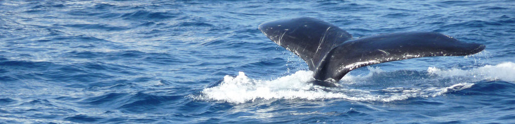 Activities in the Mediterranean like Whale watching are part of the ecosystem services we assess