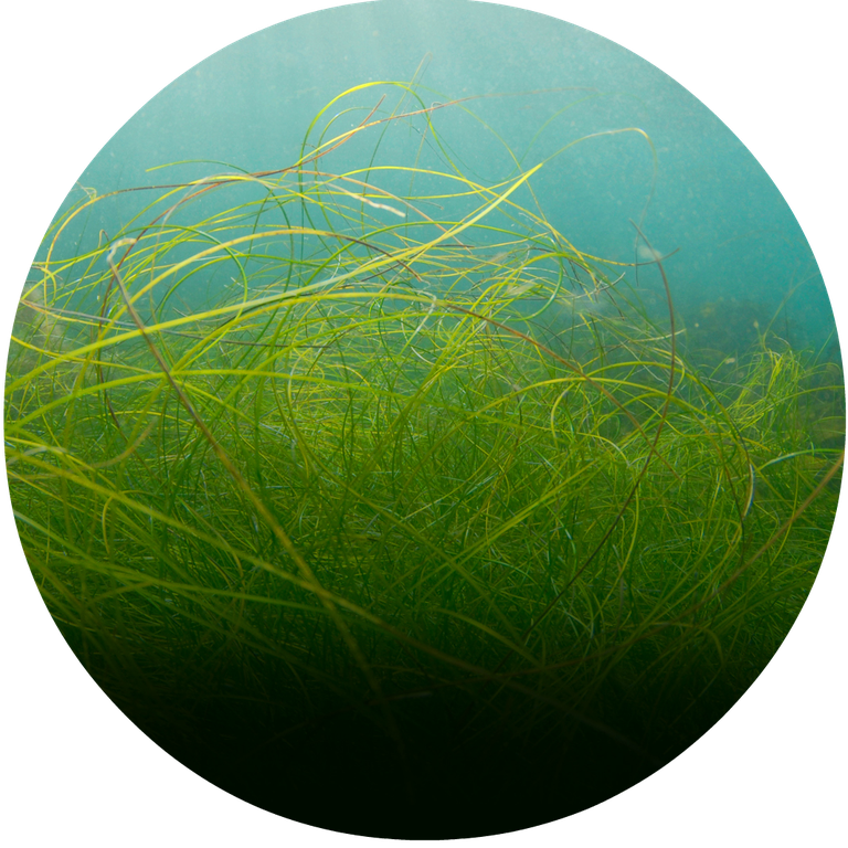 Round_bluecarbonproject.png