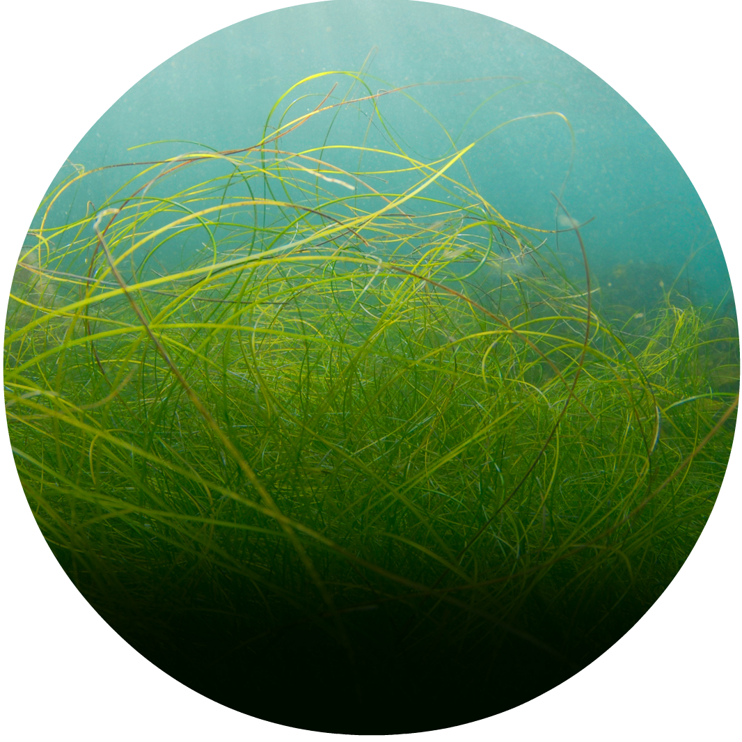 Round_bluecarbonproject.png