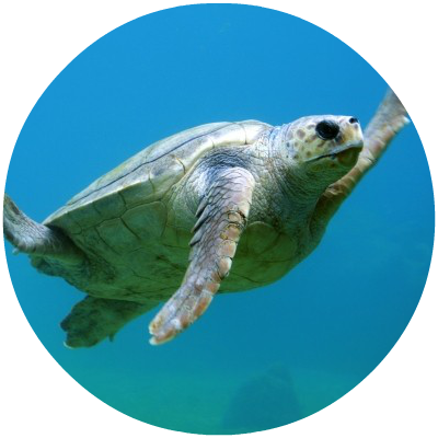 Round_under-water-turtle-swimming.png